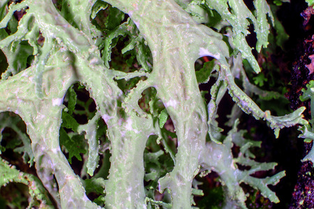 A macro shot of Evernia prunastri, oakmoss lichen, growing on a tree trunk in a forest の写真素材