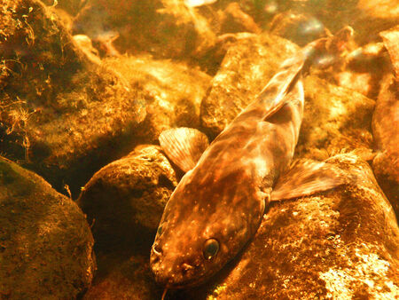 A burbot fish seen lying on the stony bottom of a lake 