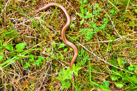 A closeup picture of a slow worm lizard lying in a mossy brushwood の写真素材