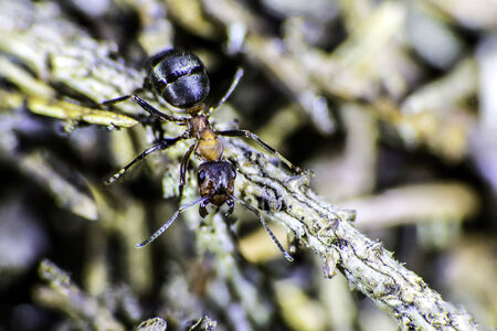 A macro shot of a red wood ant crawling on a twig 