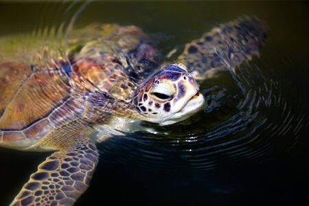 Green sea turtle portraitの写真素材