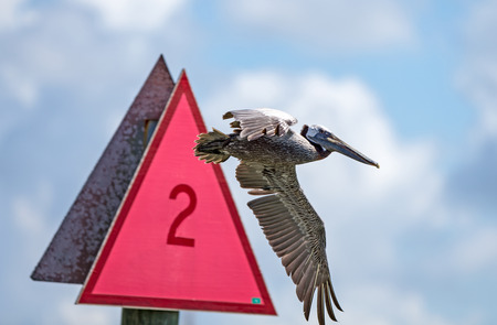 Brown Pelicans ignore signsの写真素材