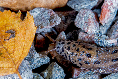 leopard slug in the fallの写真素材