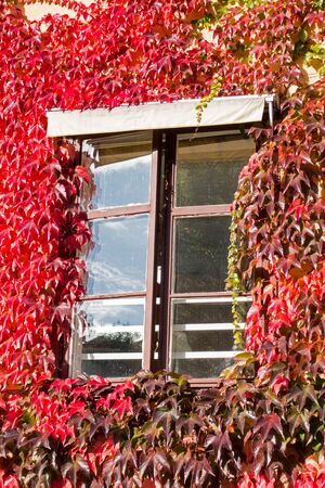 Window surrounded by red leafsの写真素材