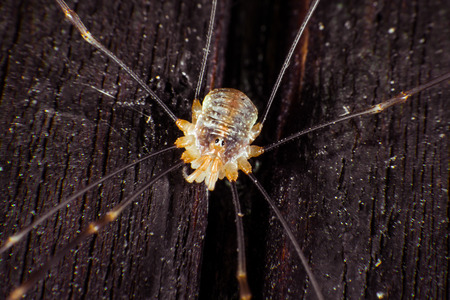 Opiliones have long legsの写真素材