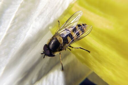Hoover fly on a flower