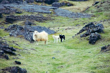 Icelandic sheep with her black and white lambsの写真素材