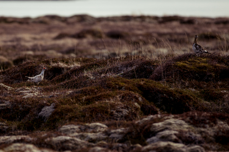 Rock ptarmigan couple on the tundraの写真素材