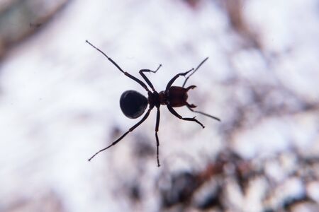 Red wood ant in spring
