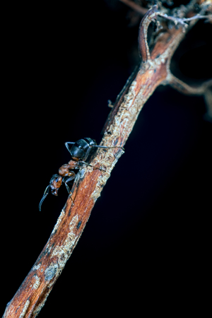 Red wood ant on a plant