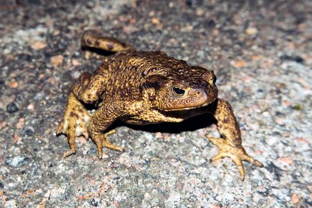 Common toad walking on asphaltの写真素材
