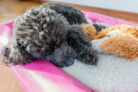 Black minature poodleの写真素材