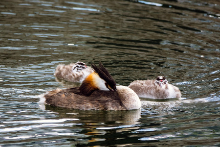 Great crested grebe during breeding season