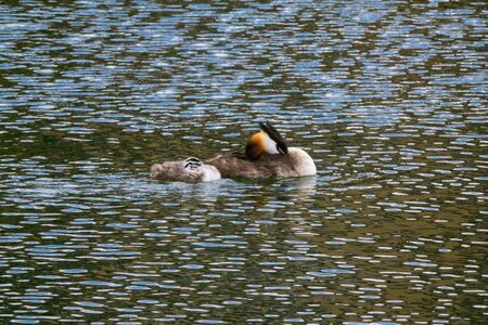 Great crested grebe during breeding seasonの写真素材