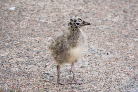 Common gull chickの写真素材