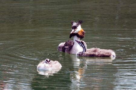 Great crested grebe during breeding seasonの写真素材