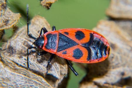Firebug adult and nymf