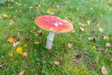 Fly amanita is often easily recognized with white spotts on redの写真素材