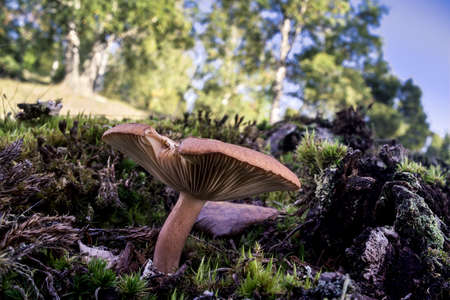 Mushrom in a pastureの写真素材