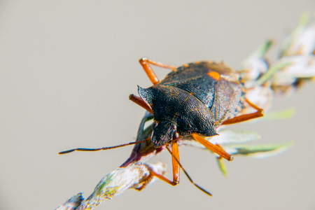Red-legged shieldbug up closeの写真素材