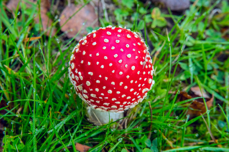 Fly agaric  mushroom is bright red with white dotsの写真素材