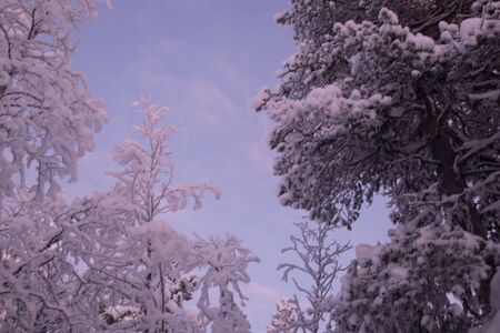 Cold winter evergreen forest in the far north of Swedenの写真素材