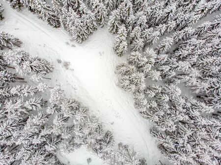 The evergreen trees are beautiful when covered in snowの写真素材