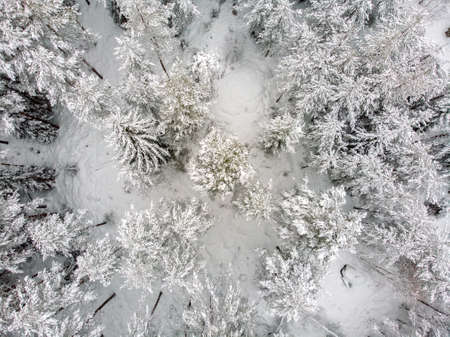 A white blanket over the landscape and snow sprinkled on the treesの写真素材