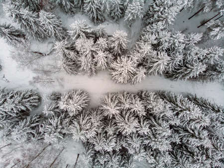 A white blanket over the landscape and snow sprinkled on the treesの写真素材