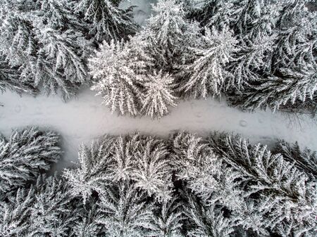 A white blanket over the landscape and snow sprinkled on the treesの写真素材