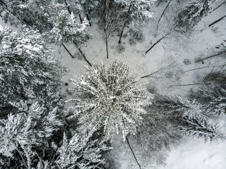 Forest from above in winterの写真素材