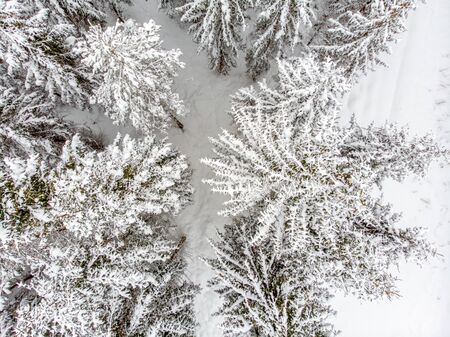 The evergreen trees are beautiful when covered in snowの写真素材