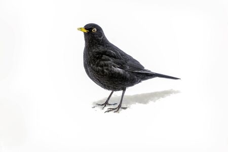 Common Blackbird in winterの写真素材