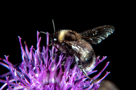 Bumblebee on a thistle in summer