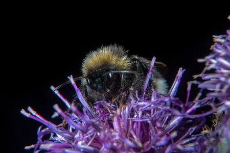 Animal and flower both bear arms, sharp needles and stingerの写真素材