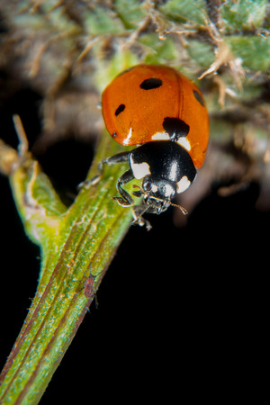 Ladybug on a thistle with plant liceの写真素材
