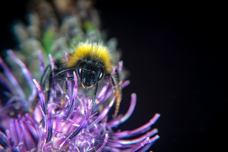 Animal and flower both bear arms, sharp needles and stingerの写真素材
