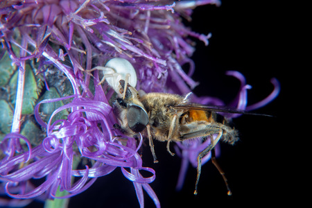 White crab spider on a thistle with it's prey