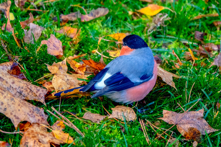 Eurasian bullfinch among autum leavesの写真素材