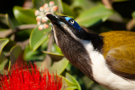 Blue-faced honeyeater in a eucalyptus bushの写真素材