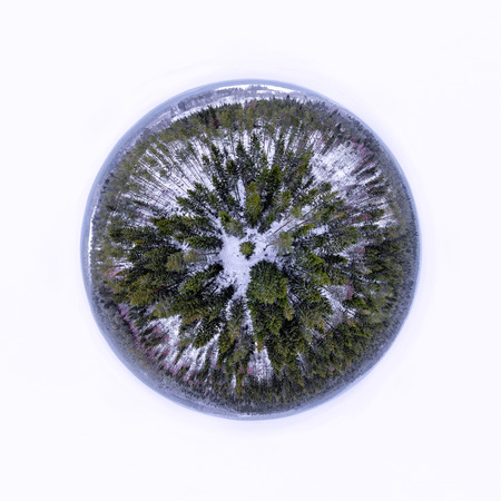 Sphere panorama of a evergreen forest