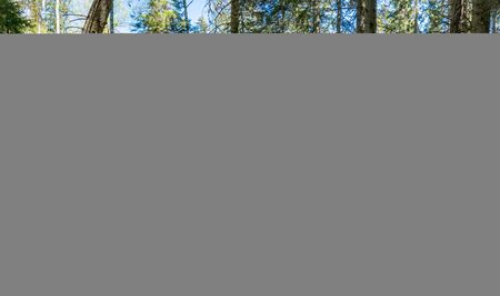 Ycke Old-growth forest and natural reserve in ostergotland, Sweden