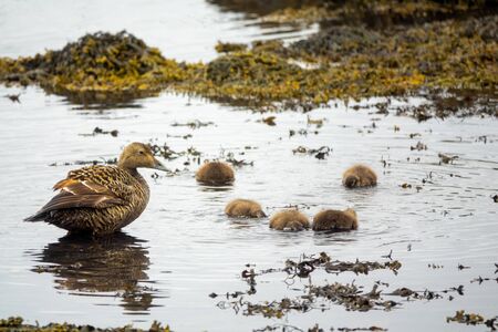 Common Eider hen with ducklings