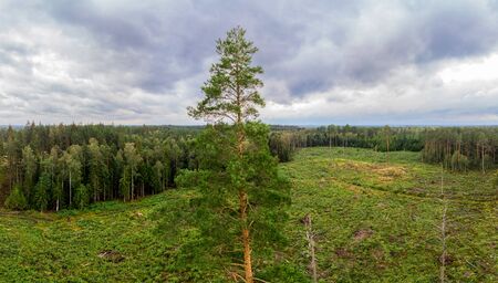 A clering in the forest with some trees left for nesting birdsの写真素材