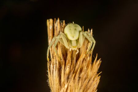 White flower crab spider on a strawの写真素材