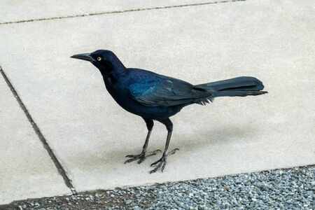 Coommon Grackle is considered pest by some,  opportunistic bird that can live in many habitats.の写真素材