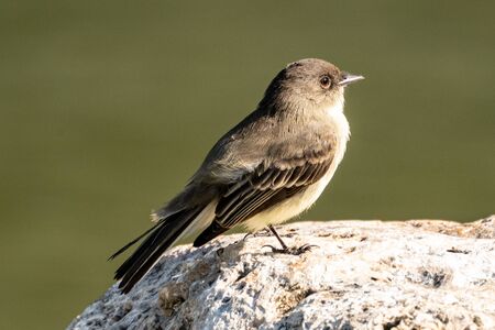 Eastern Phoebe in Guadalupe state park in Texas, USAの写真素材