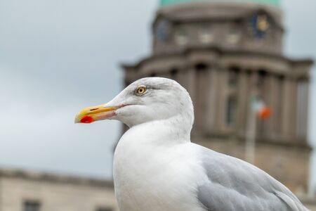 European herring gull in Dublin, Irelandの写真素材