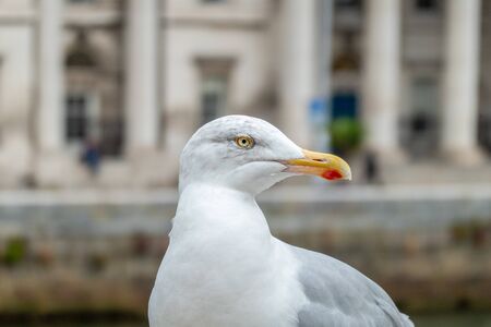 European herring gull in Dublin, Irelandの写真素材