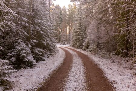 Fresh New Snow sprinkled over the small dirt road in the evergreen forestの写真素材
